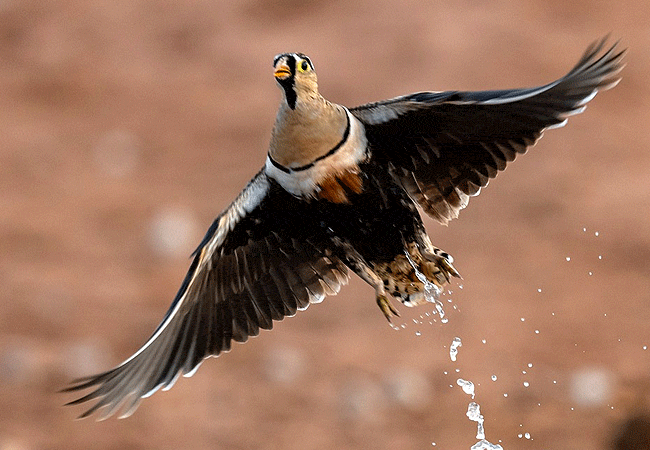 soroi-lions-bluff-lodge-tsavo-west-national-park-black-faced-sandgrouse Soroi Lions Bluff Lodge Tsavo West National Park Kenya Safari