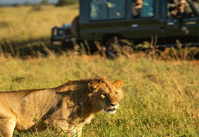 soroi-lions-bluff-lodge-tsavo-west-national-park-game-drive-safari Soroi Lions Bluff Lodge Tsavo West National Park Kenya Safari