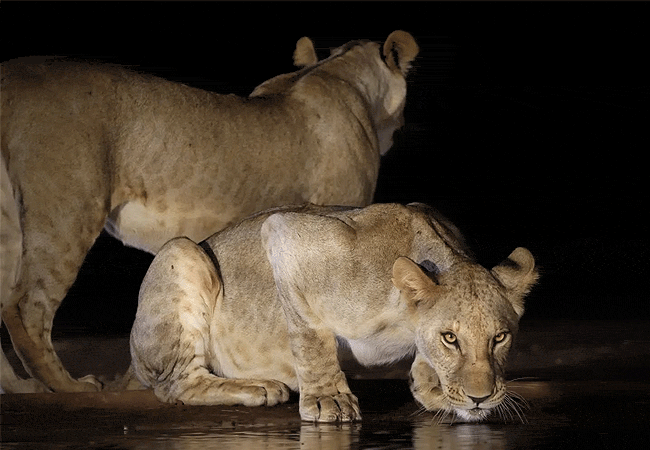 soroi-lions-bluff-lodge-tsavo-west-national-park-night-game-drive-lions Soroi Lions Bluff Lodge Tsavo West National Park Kenya Safari