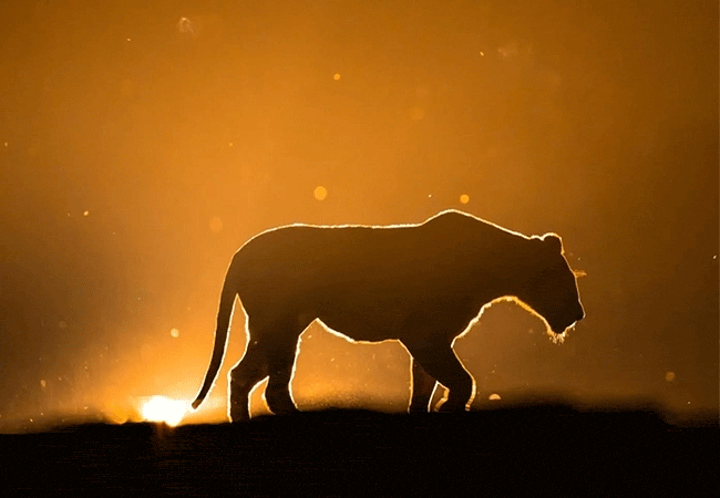 soroi-lions-bluff-lodge-tsavo-west-national-park-night-game-drive Soroi Lions Bluff Lodge Tsavo West National Park Kenya Safari