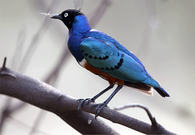 soroi-lions-bluff-lodge-tsavo-west-national-park-superb-starling Soroi Lions Bluff Lodge Tsavo West National Park Kenya Safari