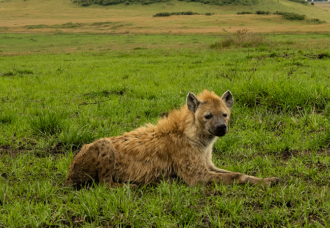 Angama Mara Lodge