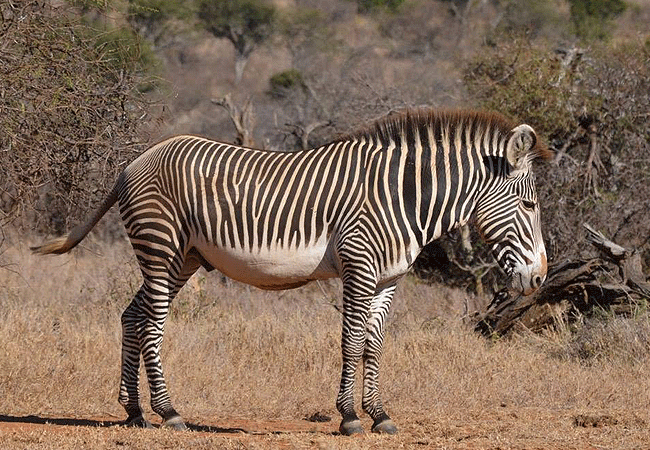 Suyian Soul Camp Laikipia, Kenya