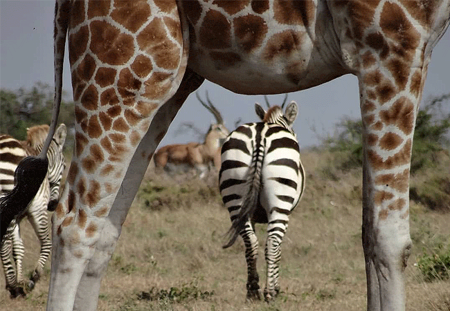 Suyian Soul Camp Laikipia