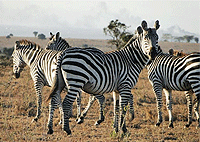 Swara Plains Wildlife Conservancy Athi River Day Tour – Kenya
