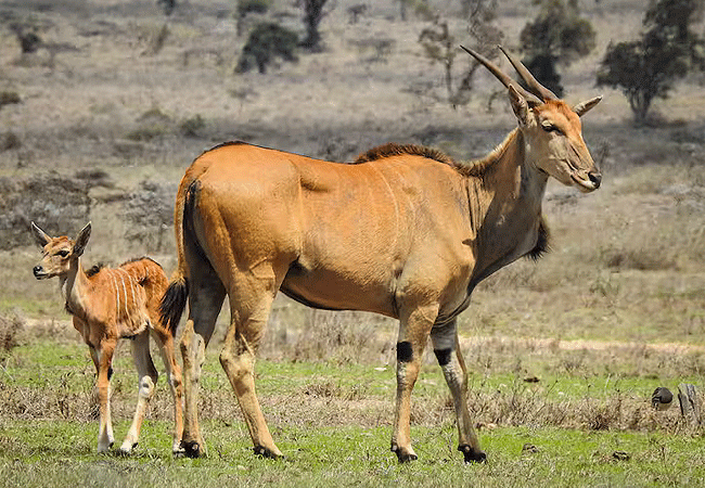 swara-plains-wildlife-conservancy-2-days-1-night-holiday-eland Swara Plains Wildlife Conservancy 2 Days 1 Night Holiday