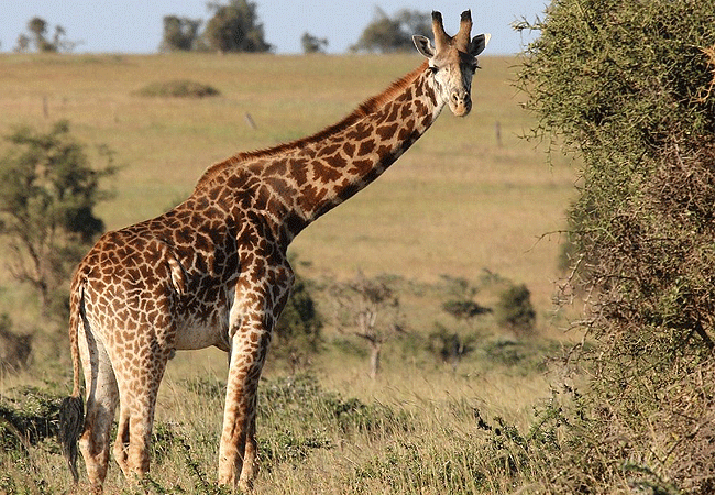 swara-plains-wildlife-conservancy-2-days-1-night-holiday-giraffe Swara Plains Wildlife Conservancy 2 Days 1 Night Holiday
