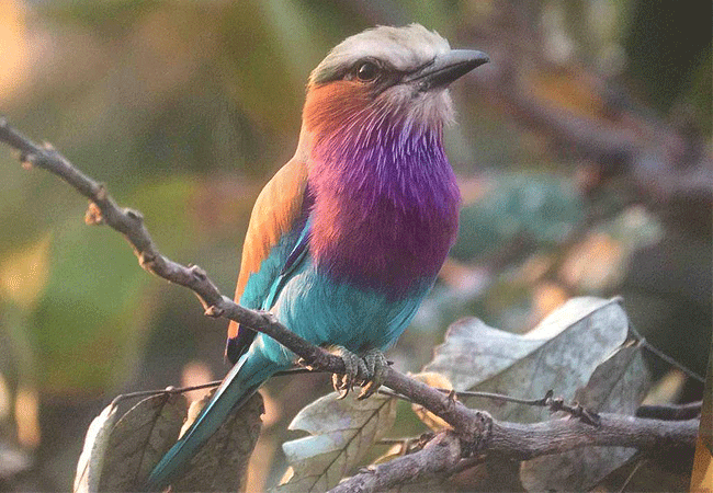 swara-plains-wildlife-conservancy-2-days-1-night-holiday-lilac-breasted-roller Swara Plains Wildlife Conservancy 2 Days 1 Night Holiday