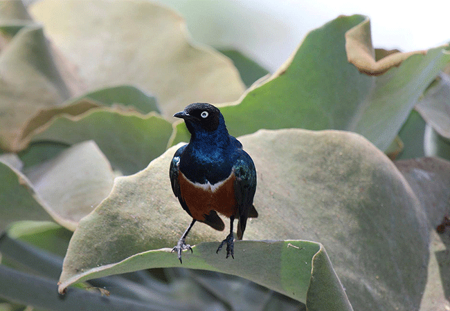 swara-plains-wildlife-conservancy-2-days-1-night-holiday-superb-starling Swara Plains Wildlife Conservancy 2 Days 1 Night Holiday