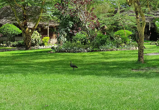 swara-plains-wildlife-conservancy-2-days-1-night-holiday-swara-acacia-lodge-grounds Swara Plains Wildlife Conservancy 2 Days 1 Night Holiday