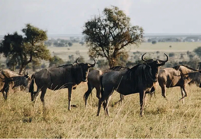 swara-plains-wildlife-conservancy-2-days-1-night-holiday-wildebeest Swara Plains Wildlife Conservancy 2 Days 1 Night Holiday