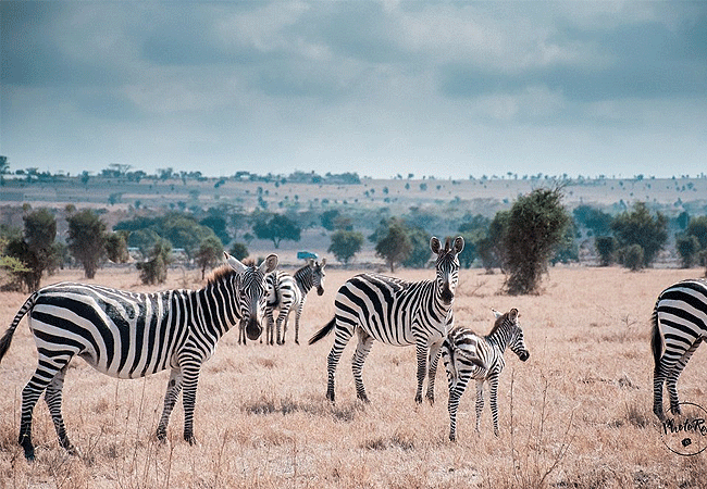 swara-plains-wildlife-conservancy-2-days-1-night-holiday-zebras Swara Plains Wildlife Conservancy 2 Days 1 Night Holiday