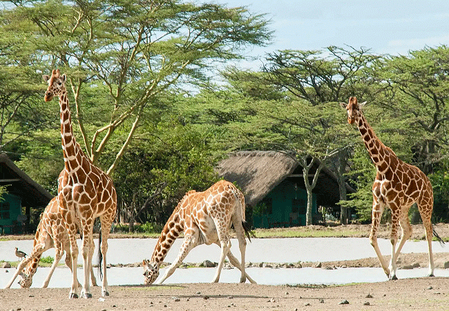 Sweetwaters Serena Camp