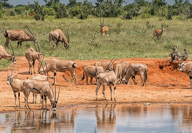 taita-hills-safari-resort-oryx-antelopes Taita Hills Safari Resort & Spa