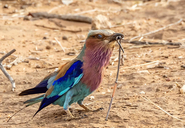 taita-hills-safari-resort-spa-lilac-breasted-roller Taita Hills Safari Resort & Spa