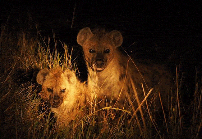 taita-hills-safari-resort-spa-night-safari Taita Hills Safari Resort & Spa