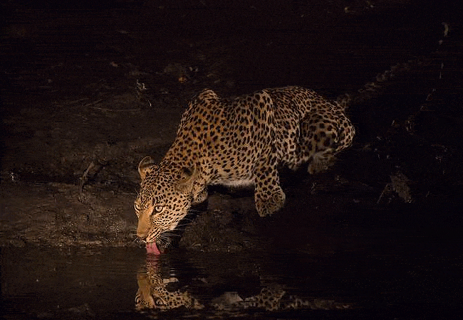 taita-hills-safari-resort-spa-offers-night-game-drives-in-the-taita-hills-wildlife-sanctuary Taita Hills Safari Resort & Spa