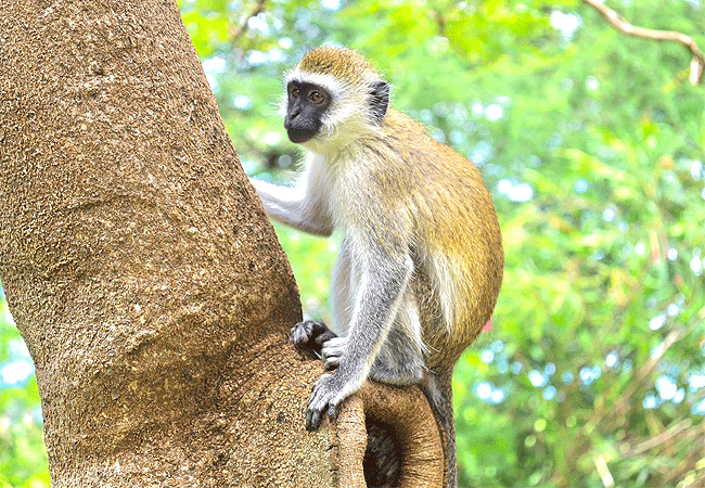 taita-hills-safari-resort-spa-vervet-monkey Taita Hills Safari Resort & Spa