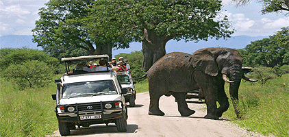 Tarangire National Park 1 Day Safari
