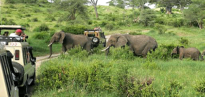 Tarangire National Park 1 Day Safari