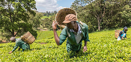 Tea Farm Day Tour Kiambethu Limuru