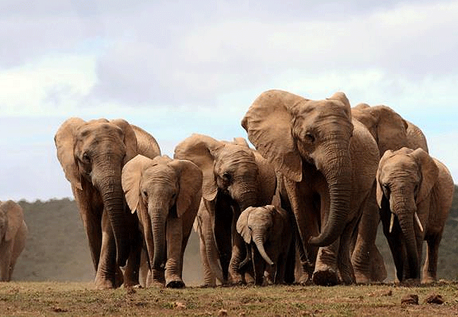 treetops-lodge-aberdare-elephant-clan Treetops Lodge Tree Hotel