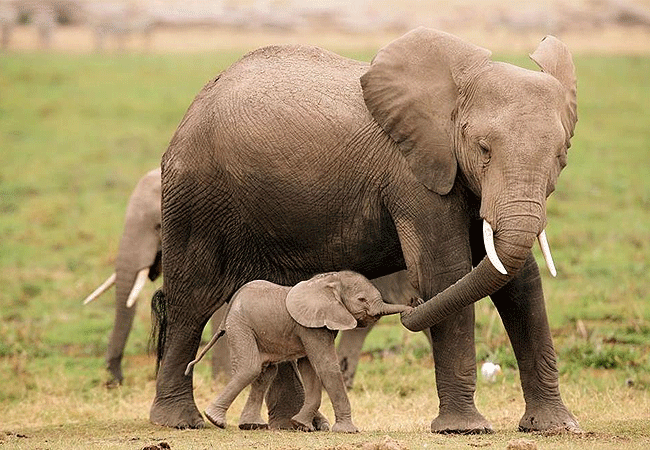 treetops-lodge-aberdare-elephant-with-baby Treetops Lodge Tree Hotel Aberdare National Park