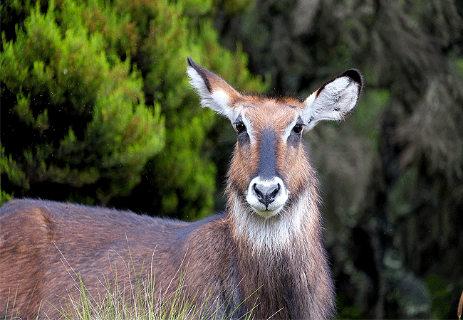 treetops-lodge-aberdare-elephants-defassa-waterbuck Treetops Lodge Tree Hotel