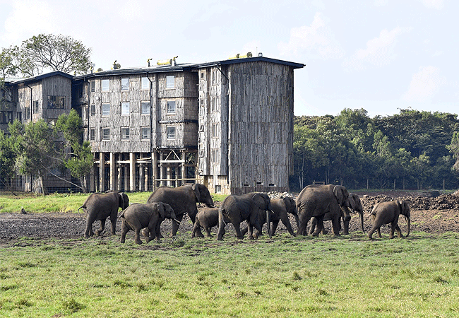 treetops-lodge-aberdare-elephants-walking-to-the-waterhole Treetops Lodge Tree Hotel Aberdare National Park