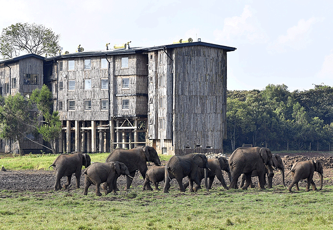 treetops-lodge-aberdare-elephants Treetops Lodge Tree Hotel Aberdare