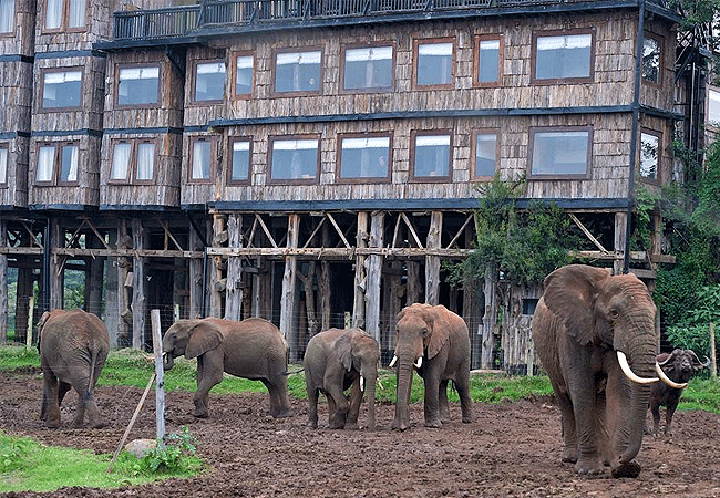 treetops-lodge-aberdare-wildlife Treetops Lodge Tree Hotel Aberdare