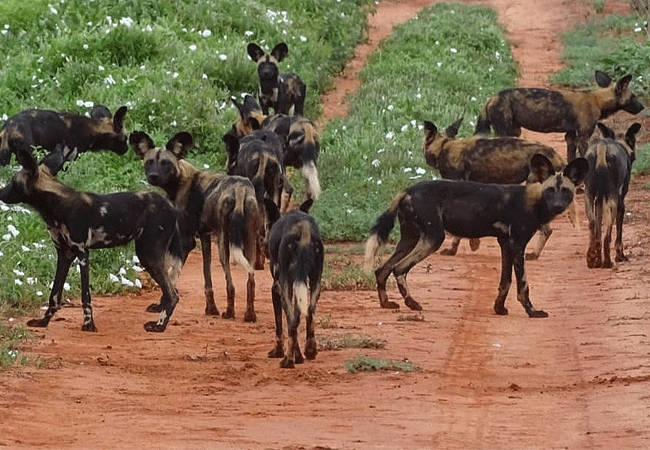tsavo-west-national-park-2-days-1-night-safari-african-wild-dogs Tsavo West National Park 2 Days 1 Night Safari
