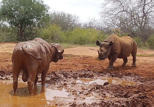 tsavo-west-national-park-2-days-1-night-safari-buffalo-and-rhino Tsavo West National Park 2 Days 1 Night Safari