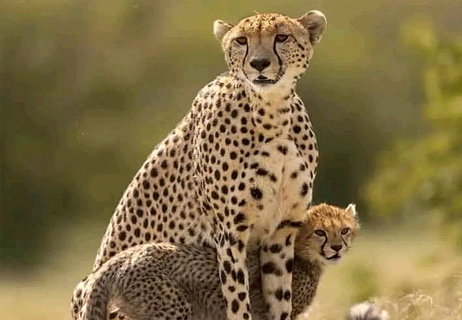 tsavo-west-national-park-2-days-1-night-safari-cheetah Tsavo West National Park 2 Days 1 Night Safari