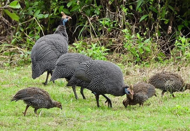 tsavo-west-national-park-2-days-1-night-safari-helmeted-guineafowl Tsavo West National Park 2 Days 1 Night Safari