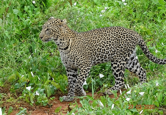 tsavo-west-national-park-2-days-1-night-safari-leopard Tsavo West National Park 2 Days 1 Night Safari