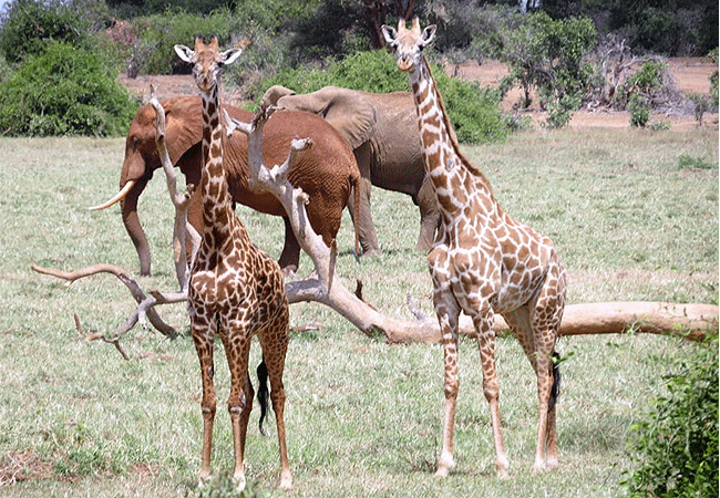 tsavo-west-national-park-2-days-1-night-safari-masai-giraffe-with-elephants Tsavo West National Park 2 Days 1 Night Safari