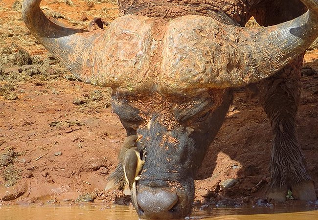 tsavo-west-national-park-2-days-1-night-safari-oxpecker-on-a buffalo Tsavo West National Park 2 Days 1 Night Safari