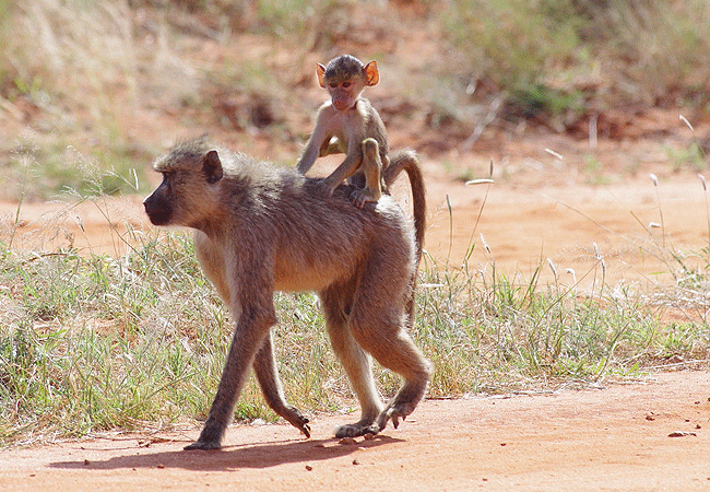tsavo-west-national-park-2-days-1-night-safari-yellow-baboon Tsavo West National Park 2 Days 1 Night Safari