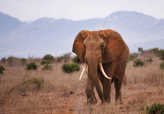 tsavo-west-national-park-2-days-1-night-safari Tsavo West National Park 2 Days 1 Night Safari