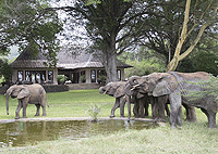 Umani Springs Lodge – Kibwezi Forest Reserve