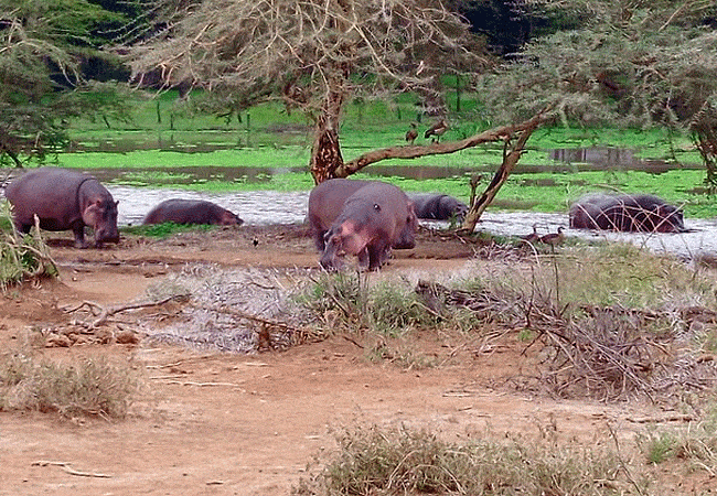 voyager-ziwani-camp-tsavo-west-national-park-environs-are-home-to-hundreds-of-basking-hippos Voyager Ziwani Camp Tsavo West National Park