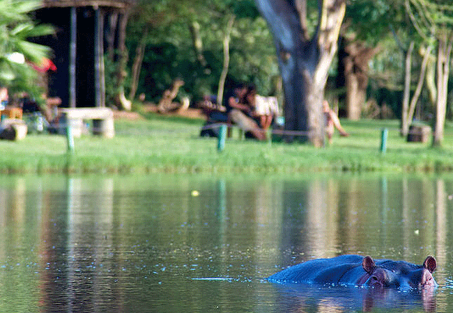voyager-ziwani-camp-tsavo-west-national-park-watch-resident-hippos-and-crocodiles-along-the-sante-river-from-the-camps-viewing-deck Voyager Ziwani Camp Tsavo West National Park