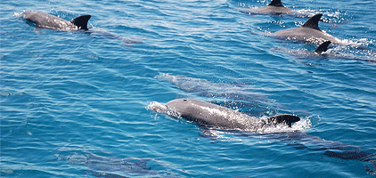 Mombasa Wasini Dolphin Spotting Snorkeling Sunset Tour