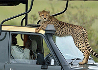 10 Day Safari Aberdare – Samburu – Ol Pejeta Sweetwaters– Mt. Kenya Safari Club – Lake Nakuru – Masai Mara – Nairobi