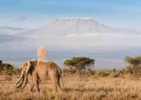 2 Day Luxury Fly-In Safari Amboseli Serena Safari Lodge