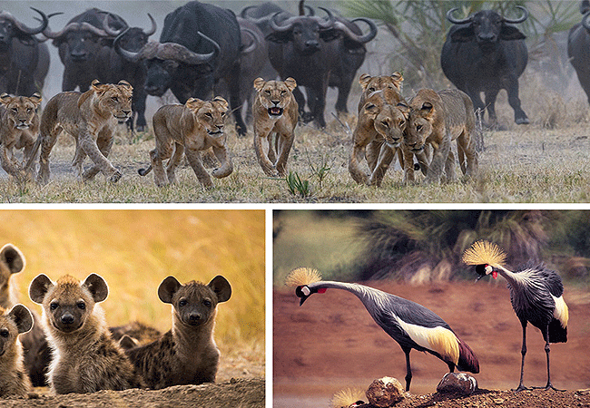 3 Days 2 Nights Meru National Park safari