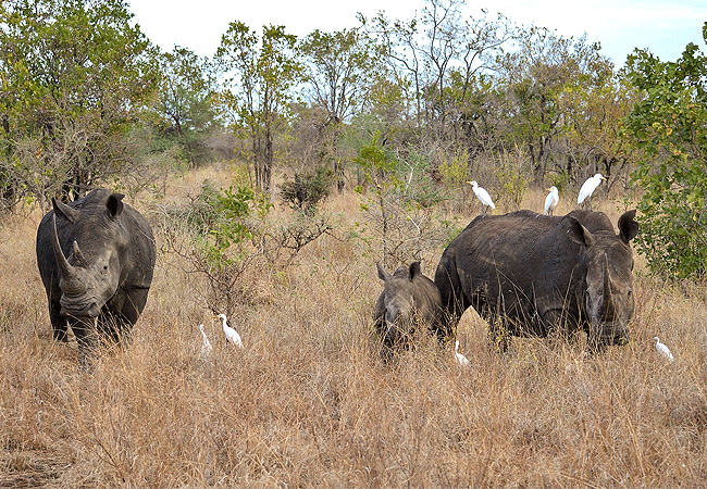 3 Days 2 Nights Meru National Park safari