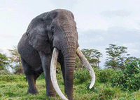 3 Day Fly-In Amboseli Safari Club Tour Package from Nairobi