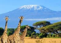 3 Day Fly-in Safari Amboseli Tulia Safari Camp